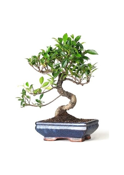 Bonsai Minik Ağaç Carmona Tür Bonzai S Gövde Ev Bitkisi Salon Ofis Bitkisi