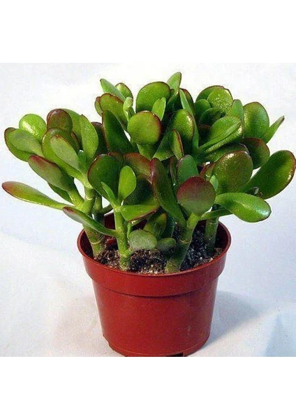 Bercestepeyzaj Crassula Ovata Para Çiçeği Para Ağacı Yerli Üretim 10,5 cm Saksı Ev Bitkisi