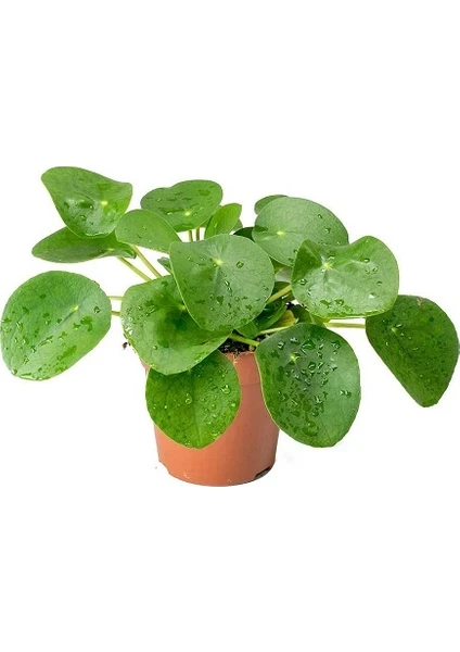 Bercestepeyzaj Pilea Peperomioides-Çin Para Bitkisi Ev Ofis Salon Bitkisi