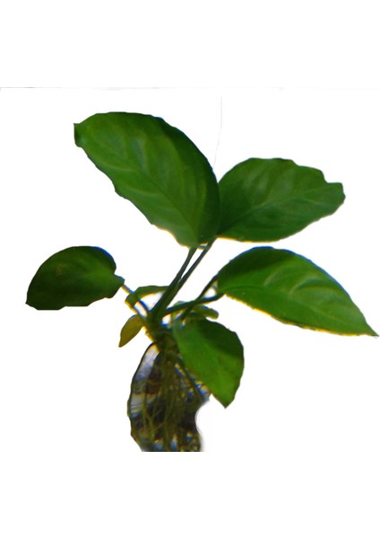 Akvaryum Bitkileri Anubias Bitkisi Akvaryum 1 Adet