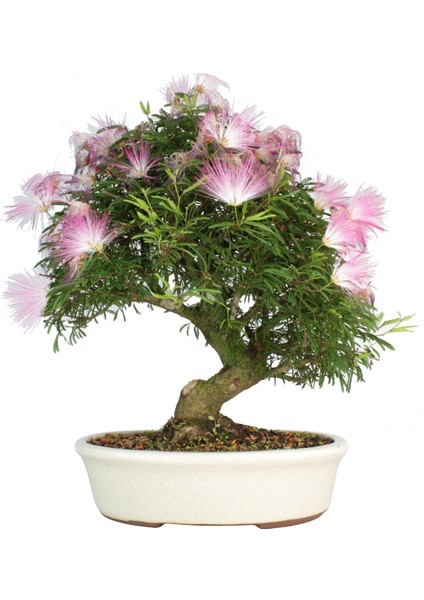 Gül Ibrişim Bonsai Yapılabilir Ağaç Tohumu + Saksı + Toprak Seti
