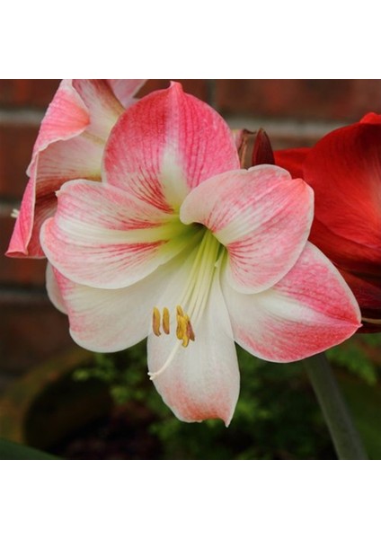 Hippeastrum Amarillis Soğanı 2 li