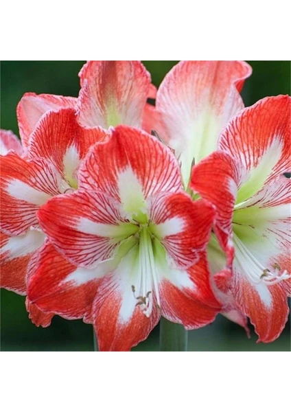 Hippeastrum Amarillis Soğanı 2 li