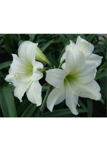 Hippeastrum Amarillis Soğanı 2 li