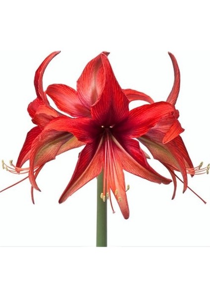 Hippeastrum Amarillis Soğanı 2 li