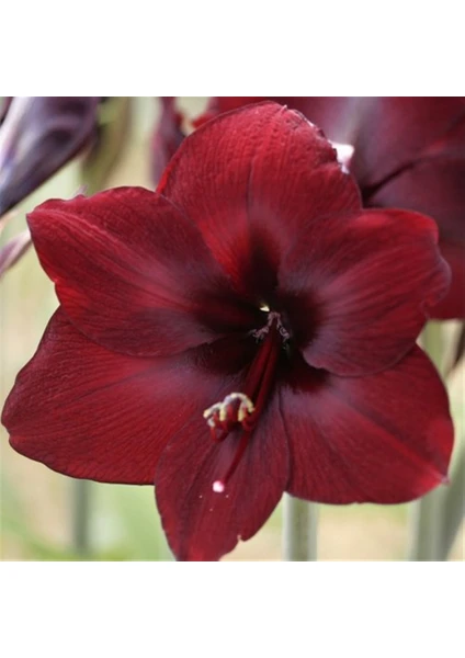 Hippeastrum Amarillis Soğanı 2 li