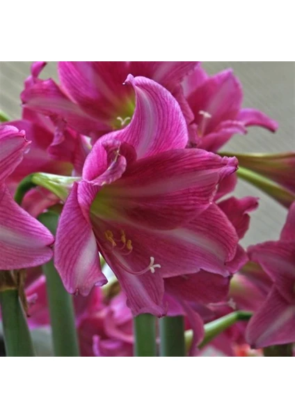 Hippeastrum Amarillis Soğanı 2 li