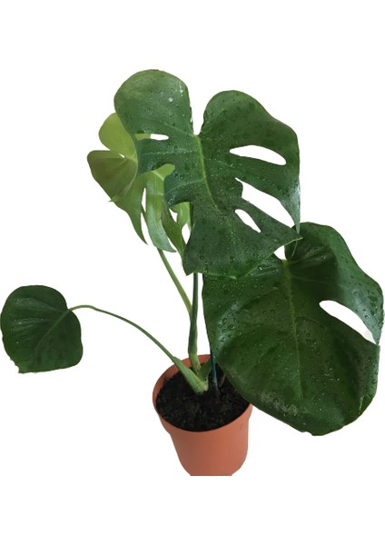 Monstera Deliciosa - Deve Tabanı 60-70 cm