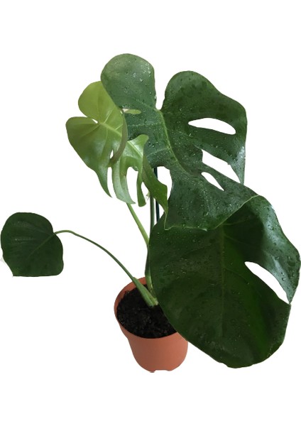 Monstera Deliciosa - Deve Tabanı 60-70 cm