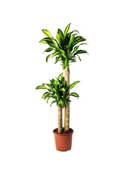 Berceste Peyzaj Dracena Massengena 2'li Gövde 80-100 cm Ev Bitkisi Ofis Bitkisi Salon Bitkisi