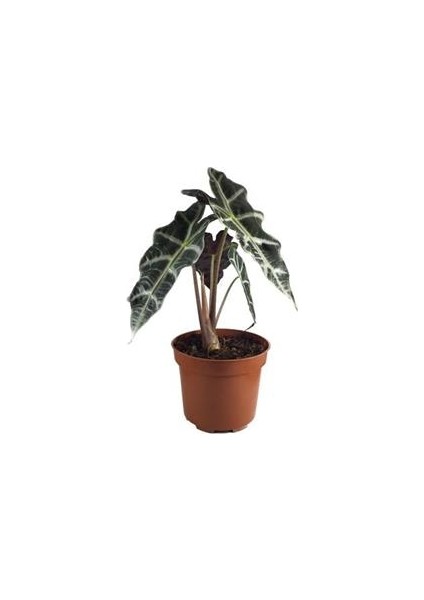 Fil Kulağı Bitkisi Alocasia Bitkisi 40 cm Ev Bitkisi Ofis Bitkisi Salon Bitkisi