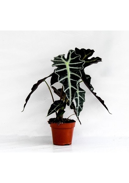 Fil Kulağı Bitkisi Alocasia Bitkisi 40 cm Ev Bitkisi Ofis Bitkisi Salon Bitkisi