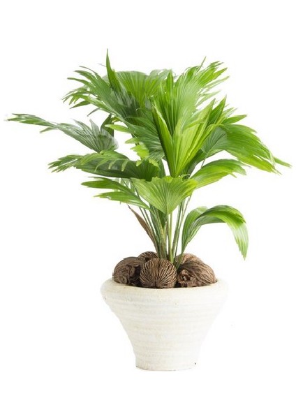 Hava Temizleyici Dekoratif Livistona Rotundifolia 50 cm Ev Bitkisi Ofis Bitkisi Salon Bitkisi