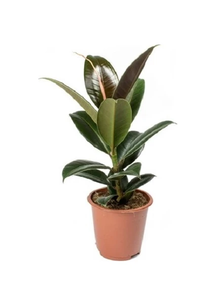 Berceste Peyzaj Kauçuk Bitkisi 50-60 cm Ficus Elastica Ev Bitkisi Ofis Bitkisi Salon Bitkisi