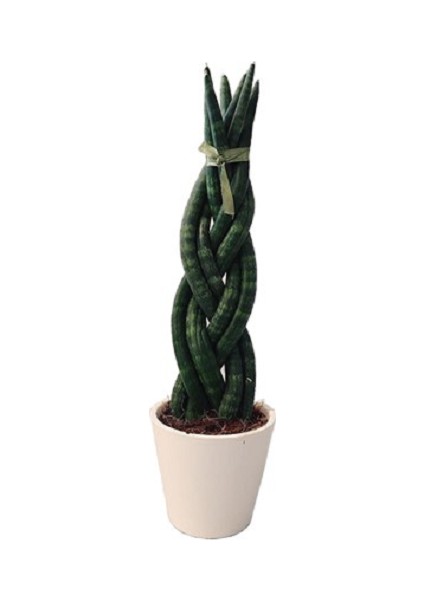 Kılıç Çiçeği Paşa Kılcı 15-20 cm Örgü Gövde Ev Bitkisi Ofis Bitkisi Salon Bitkisi