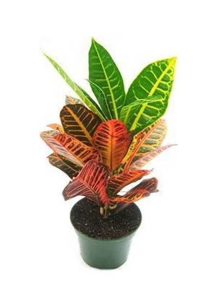 Kraton Bitkisi Croton Petra 17 cm Saksıda 60 cm Salon Bitkisi Ofis Bitkisi Ev Bitkisi