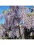 Wisteria Sinensis Prolific Mor Salkım Fidanı 1