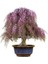 Bonsai Yapılabilir Tatar Alev Ağacı + Saksı + Toprak Seti 1