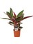Calathea Triostar Alacalı Kalatya 30-40 cm Saksıda 1