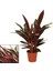 Calathea Triostar Alacalı Kalatya 30-40 cm Saksıda 2