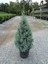 Cupressus Arizonica - Mavi Servi Fidanı Saksıda 2