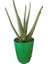 Toru Bahçe Aloevera Bitkisi 30-40 cm Doğal Krem Şifalı Bitki Sarısabır 1