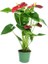 Antoryum Flamingo Çiçeği Red Winner Salon Çiçeği Ev Bitkisi Salon 1