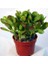 Bercestepeyzaj Crassula Ovata Para Çiçeği Para Ağacı Yerli Üretim 10,5 cm Saksı Ev Bitkisi 1