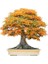Trident Maple Bonsai Yapılabilir Ağaç Tohumu + Toprak + Saksı Seti 1