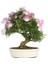 Gül Ibrişim Bonsai Yapılabilir Ağaç Tohumu + Saksı + Toprak Seti 1