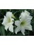 Hippeastrum Amarillis Soğanı 2 li 1