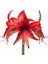 Hippeastrum Amarillis Soğanı 2 li 1