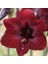 Hippeastrum Amarillis Soğanı 2 li 1