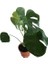 Monstera Deliciosa - Deve Tabanı 60-70 cm 2
