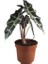 Fil Kulağı Bitkisi Alocasia Bitkisi 40 cm Ev Bitkisi Ofis Bitkisi Salon Bitkisi 1