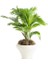 Hava Temizleyici Dekoratif Livistona Rotundifolia 50 cm Ev Bitkisi Ofis Bitkisi Salon Bitkisi 1