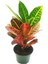 Kraton Bitkisi Croton Petra 17 cm Saksıda 60 cm Salon Bitkisi Ofis Bitkisi Ev Bitkisi 1