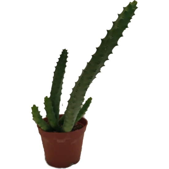 Toru Bahçe Leş Kaktüsü Hüernia Yeni Ürün Sukulent 5.5 cm Saksıda