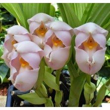 Day 100 Adet Karışık Renk Kundaktaki Bebek Orkide Tohumu + 10 Adet Hediye Karışık Renk Gülü Tohumu