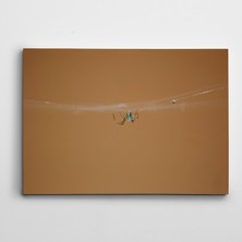 Dekolata Örümcek Kanvas Tablo