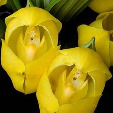 Day 10 Adet Karışık Renk Kundaktaki Bebek Orkide Tohumu + 10 Adet Hediye Karışık Renk Gülü Tohumu