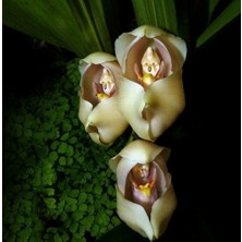 Day 100 Adet Karışık Renk Kundaktaki Bebek Orkide Tohumu + 10 Adet Hediye Karışık Renk Gülü Tohumu