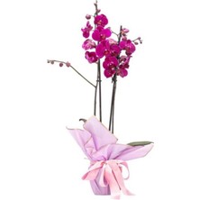 Akdoğa Phalaenopsis Orkide  60-80CM Çift Dallı Ithal Fuşya Ev Ofis Dekoru Hediyesi