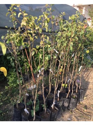 Ases 3 Yaş Tüplü Aşılı Erkenci Akça Bal Armut Boy 120-150 cm