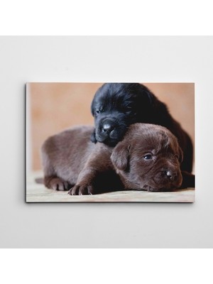 Sevimli Köpekler Kanvas Tablo
