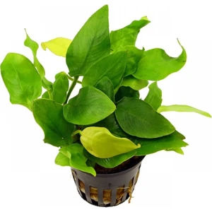 Betta Didyma Anubias Nana 1kök (4-6 Yaprak) Akvaryum Bitkisi