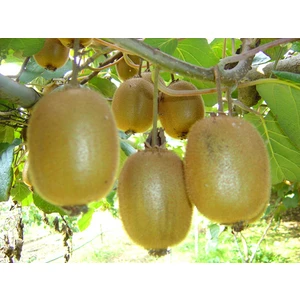 Kivi Hayward 2 Adet (Erkekve Dişi)