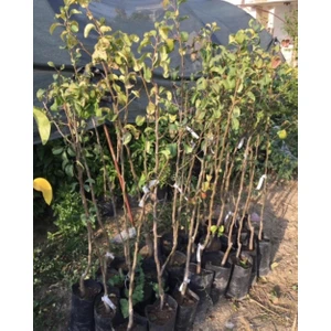 3 Yaş Tüplü Aşılı Erkenci Akça Bal Armut Boy 120-150 cm