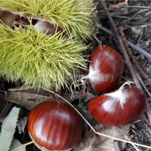 Tüplü Kestane Fidanı ( Osmanoğlu )