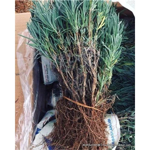 20 Adet Açık Kök Intermedia Lavanta Fidanı